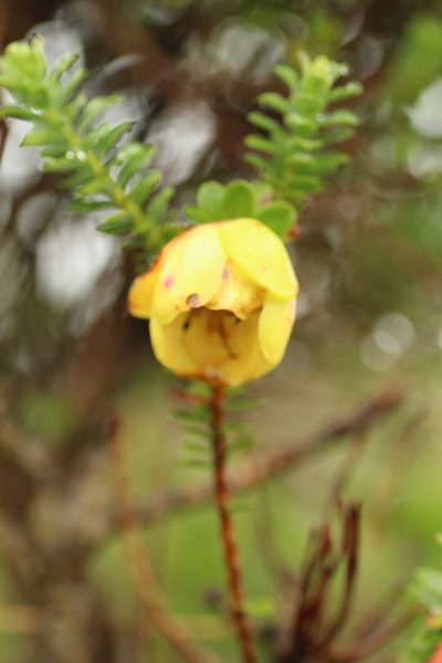 Darwinia collina, photographed by Em Lamond