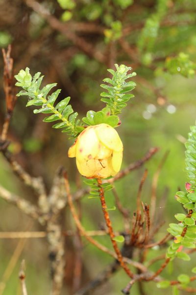 Darwinia collina, photographed by Em Lamond