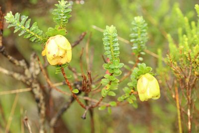 Darwinia collina, photographed by Em Lamond