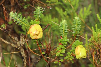 Darwinia collina, photographed by Em Lamond
