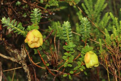 Darwinia collina, photographed by Em Lamond