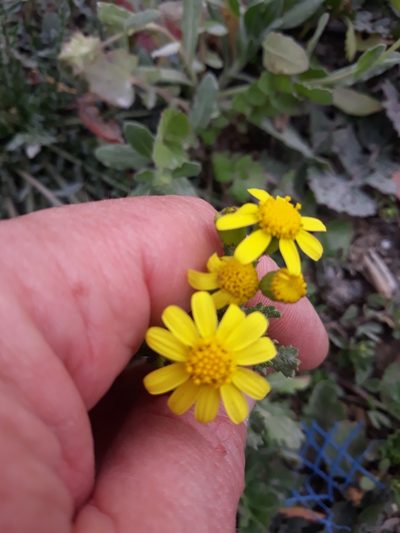 Senecio leucanthemifolius, photographed by Karim Haddad