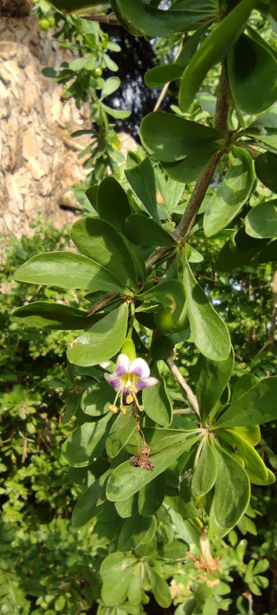 Lycium europaeum, photographed by Santiago Martín-Bravo