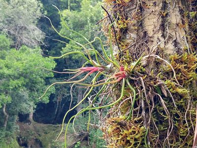 Tillandsia bulbosa, photographed by Francisco Emilio Roldán Velasco