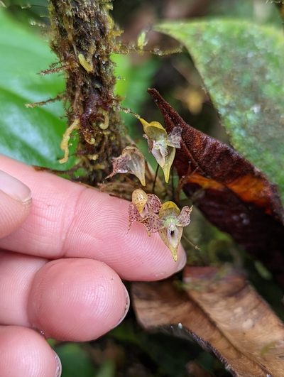 Pleurothallis silverstonei, photographed by My-Lan Le