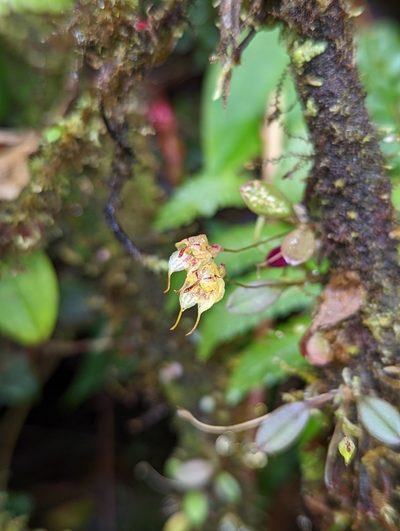 Pleurothallis silverstonei, photographed by My-Lan Le