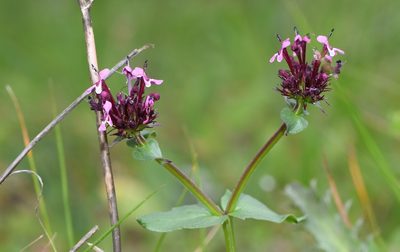 Valeriana cornucopiae, photographed by Paulo Martins