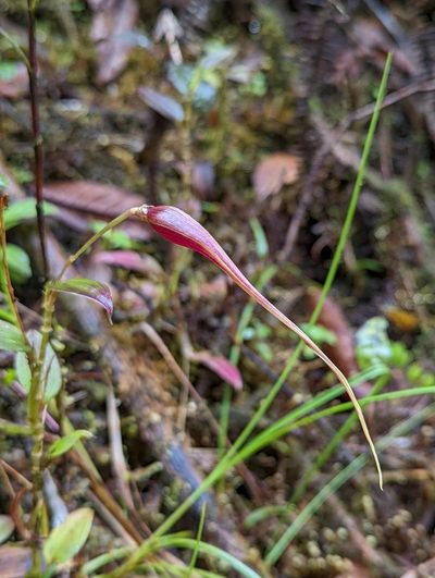 Brachionidium imperiale, photographed by My-Lan Le