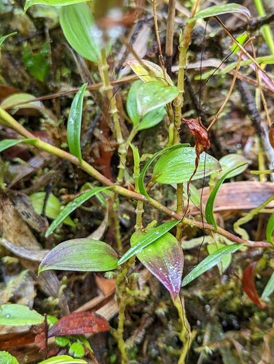 Brachionidium imperiale, photographed by My-Lan Le