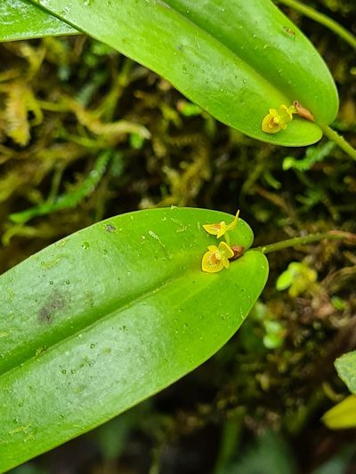 Pleurothallis dibolia, photographed by Michael Bakker Paiva
