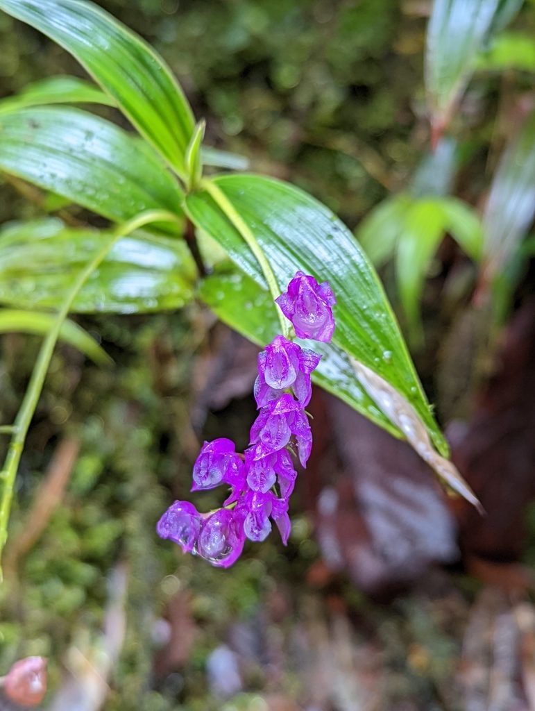 Sertifera purpurea, photographed by My-Lan Le