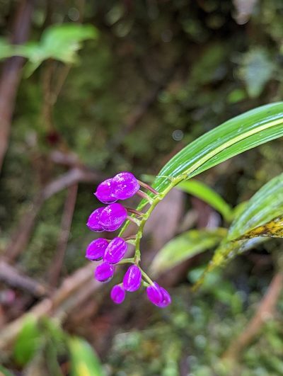 Sertifera purpurea, photographed by My-Lan Le