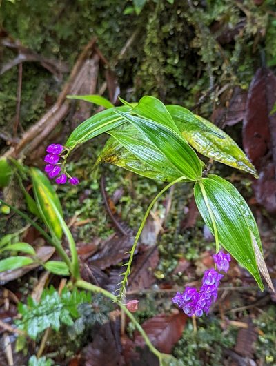 Sertifera purpurea, photographed by My-Lan Le