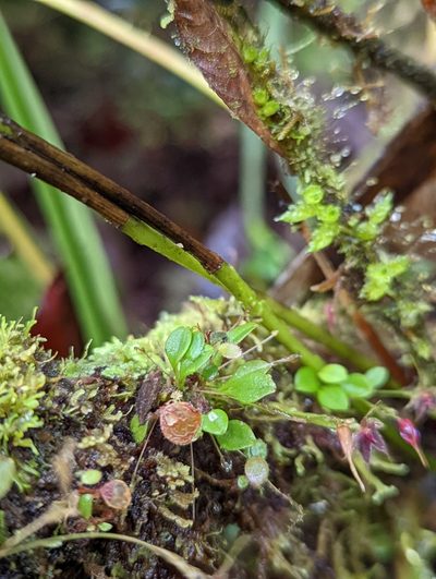 Platystele posadarum, photographed by My-Lan Le