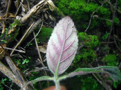 Gloxinia erinoides, photographed by Carlos A. Padrón P.