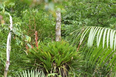 Vriesea philippocoburgi, photographed by Cajá-manga