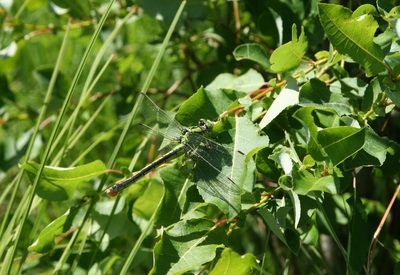 Salix pyrolifolia, photographed by Oleg Kosterin