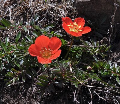 Hypseocharis pimpinellifolia, photographed by Hugo Hulsberg