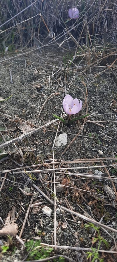 Colchicum triphyllum, photographed by Cristian
