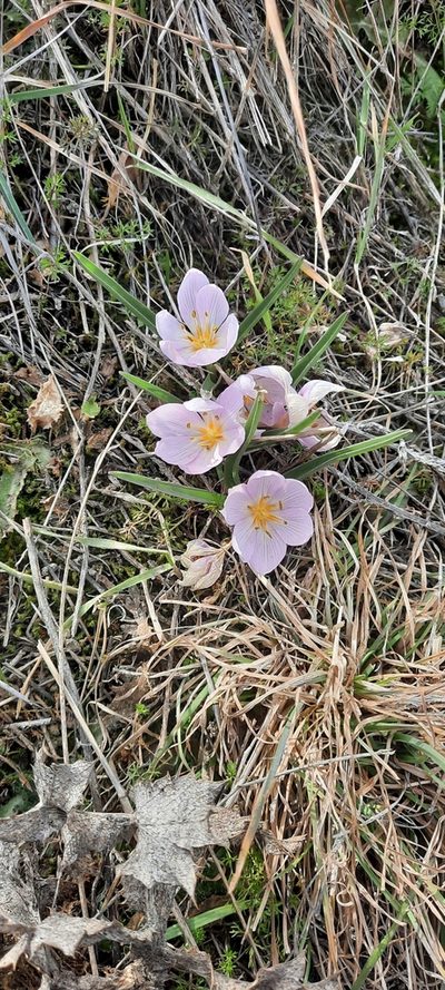Colchicum triphyllum, photographed by Cristian