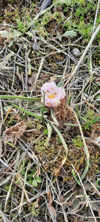 Colchicum triphyllum, photographed by Cristian