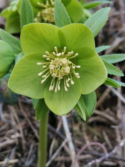 Helleborus odorus, photographed by Ljaž