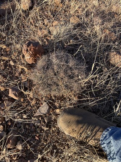 Pelecyphora macromeris, photographed by CK2AZ