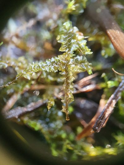 Mesoptychia rutheana, photographed by Jonathan Hughes