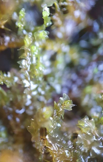 Mesoptychia rutheana, photographed by Jonathan Hughes