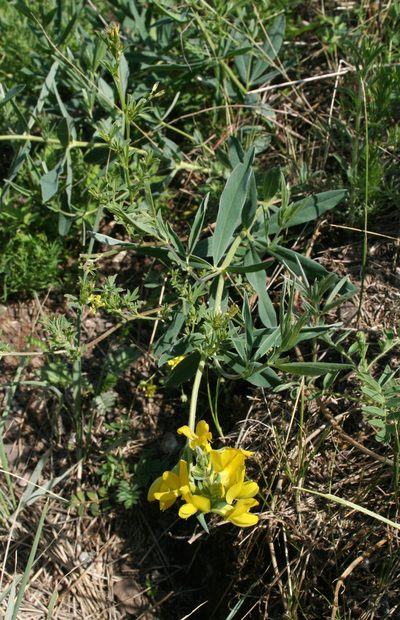 Thermopsis mongolica, photographed by Oleg Kosterin