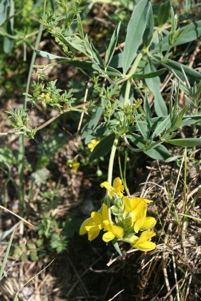 Thermopsis mongolica, photographed by Oleg Kosterin