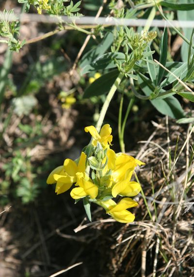 Thermopsis mongolica, photographed by Oleg Kosterin