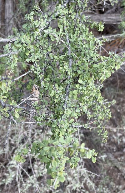 Condalia globosa, photographed by Henrik Kibak