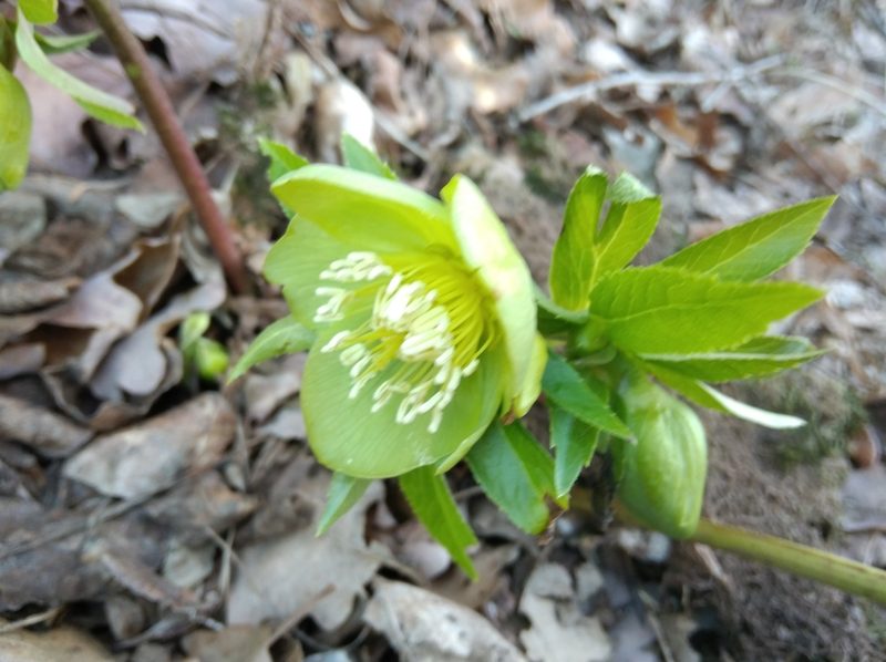 Helleborus odorus, photographed by Ben Costamagna