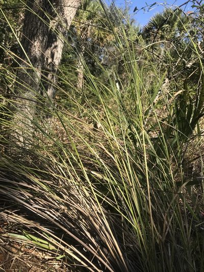 Sporobolus bakeri, photographed by Pete Diamond