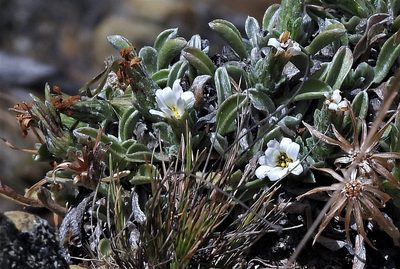 Noticastrum argenteum, photographed by Hugo Hulsberg