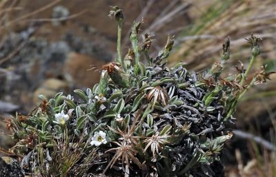 Noticastrum argenteum, photographed by Hugo Hulsberg