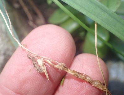 Sagittanthera cyanelloides, photographed by Nicola van Berkel