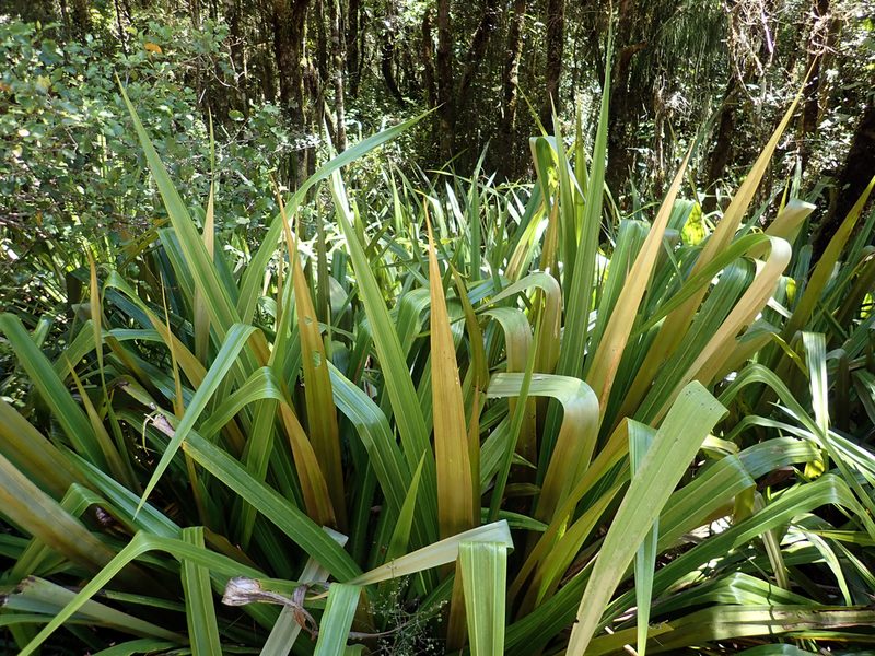 Astelia grandis, photographed by Peter de Lange