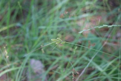 Carex complanata, photographed by Lauren McLaurin