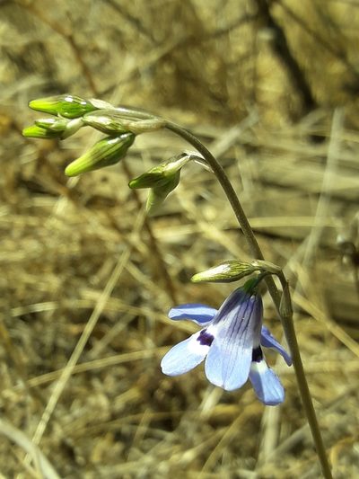 Conanthera trimaculata, photographed by David Gutiérrez