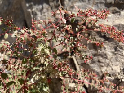 Euphorbia arizonica, photographed by Caleb Catto