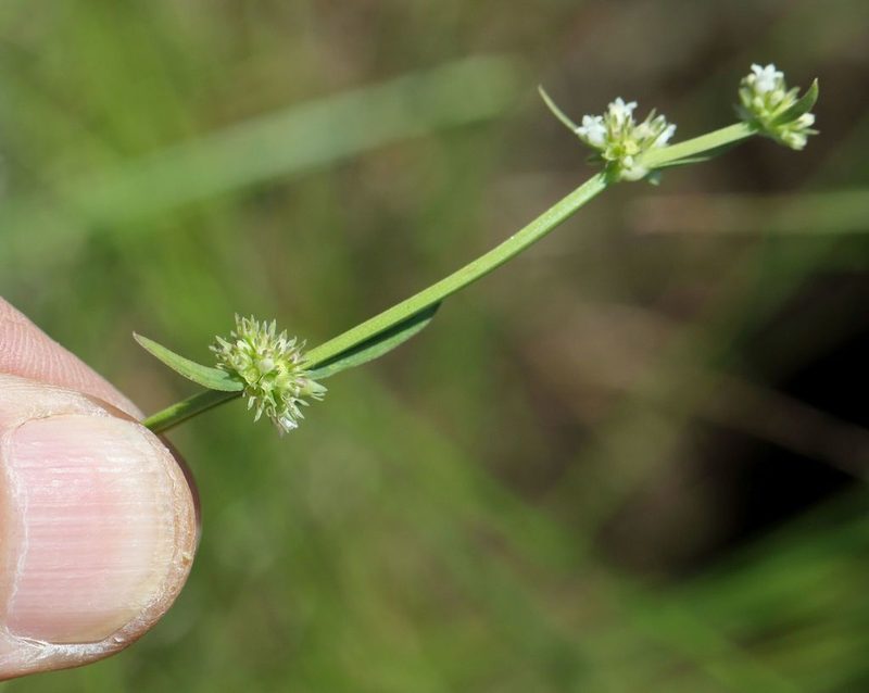 Spermacoce natalensis, photographed by Alan Manson