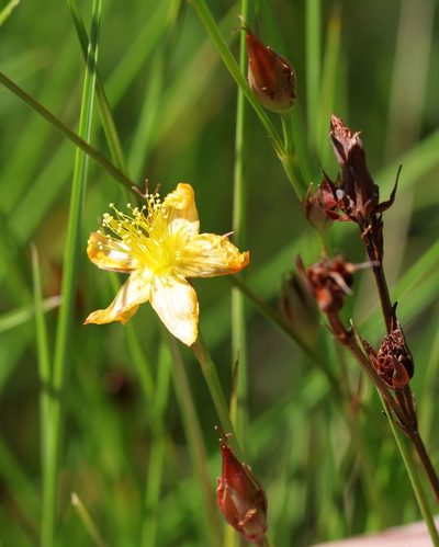 Hypericum lalandii, photographed by Alan Manson