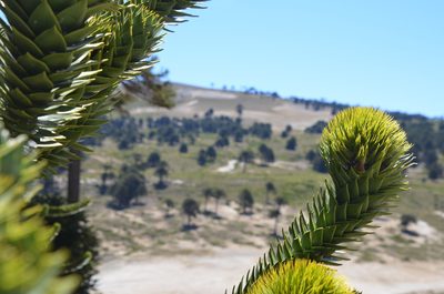 Araucaria araucana, photographed by Lauu