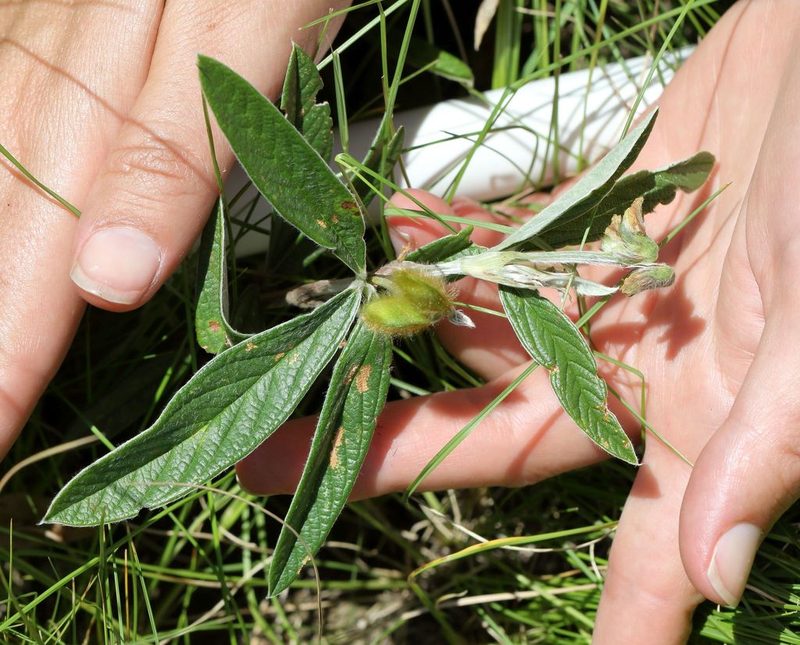 Eriosema salignum, photographed by Alan Manson