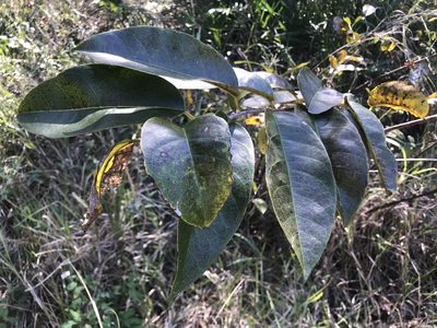 Annona glabra, photographed by Pete Diamond