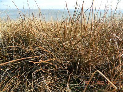 Ephedra distachya, photographed by Galyna Mykytynets