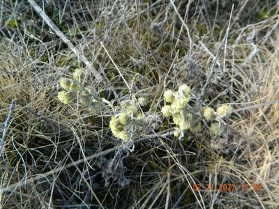 Helichrysum arenarium, photographed by Galyna Mykytynets