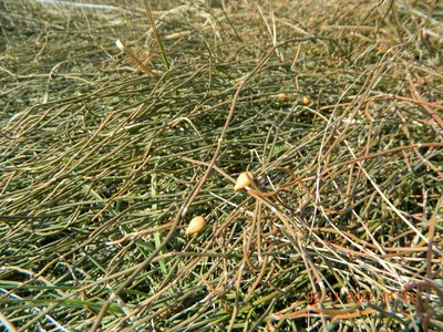 Ephedra distachya, photographed by Galyna Mykytynets
